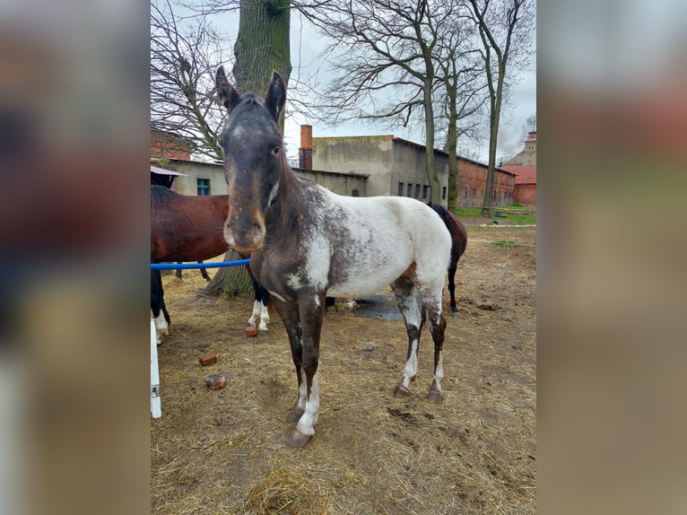 Polnisches Halbblut Hengst 3 Jahre 158 cm Tigerschecke in Wielichowo