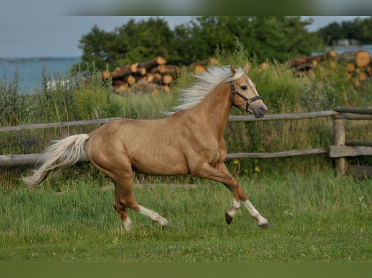 Polnisches Halbblut Hengst 3 Jahre 160 cm Palomino in Piecowice
