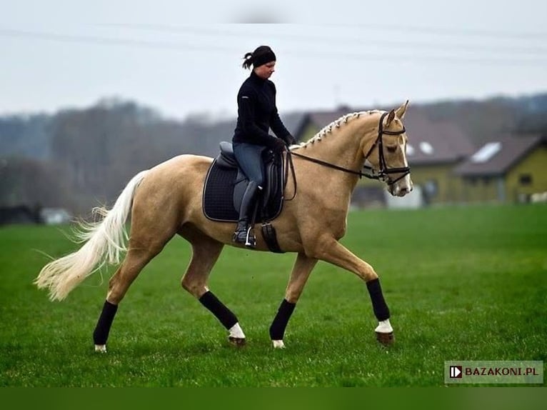 Polnisches Halbblut Hengst 3 Jahre 160 cm Palomino in Piecowice
