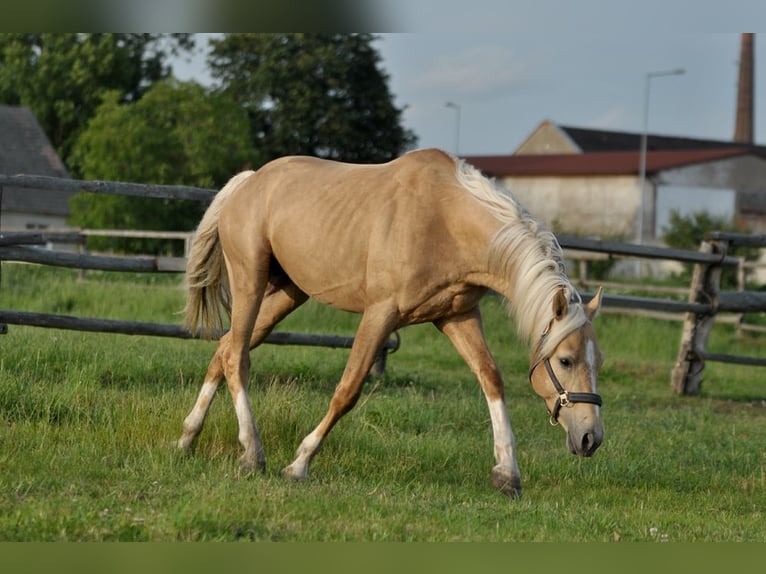 Polnisches Halbblut Hengst 3 Jahre 160 cm Palomino in Piecowice