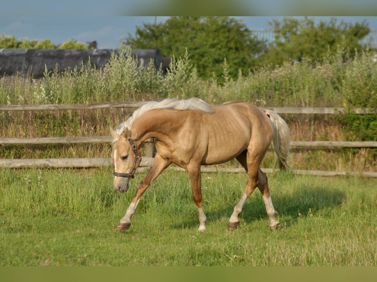Polnisches Halbblut Hengst 3 Jahre 160 cm Palomino in Piecowice