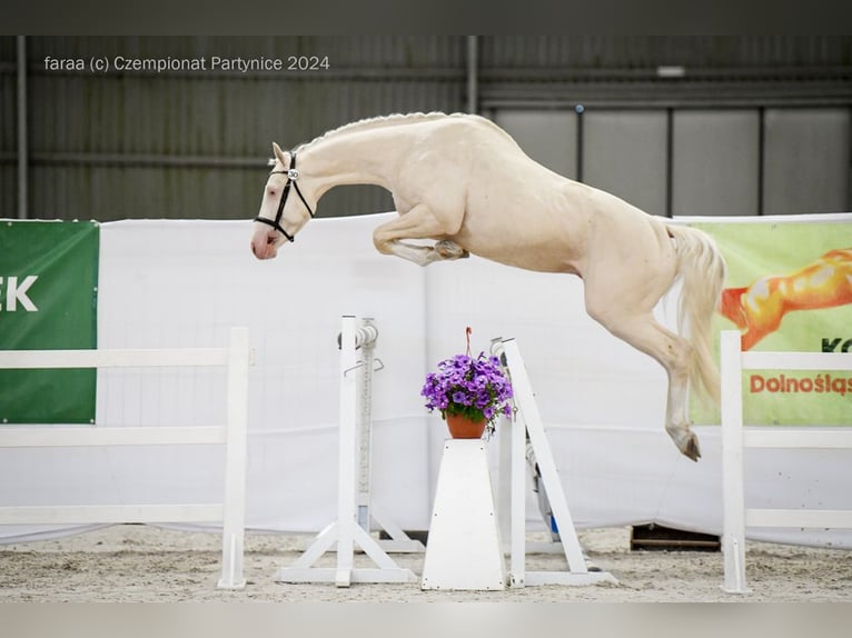 Polnisches Halbblut Hengst 3 Jahre 160 cm Palomino in Piecowice