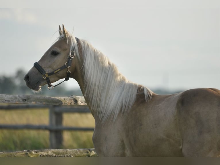 Polnisches Halbblut Hengst 3 Jahre 160 cm Palomino in Piecowice