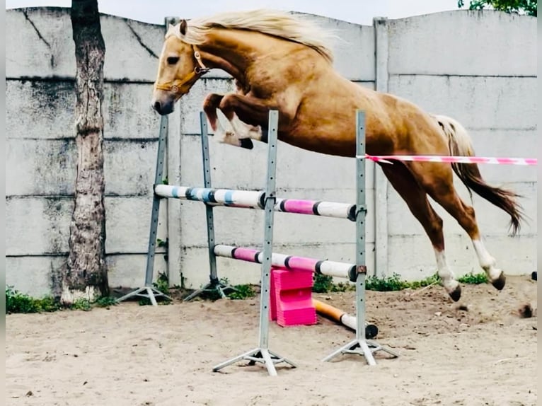 Polnisches Halbblut Hengst 3 Jahre 161 cm Palomino in Dobrosz&#xF3;w Ole&#x15B;nicki