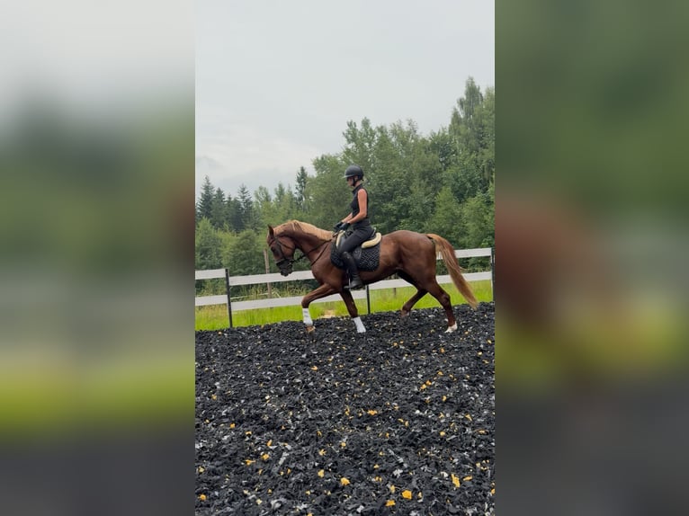 Polnisches Halbblut Hengst 3 Jahre 164 cm Fuchs in Koniak&#xF3;w