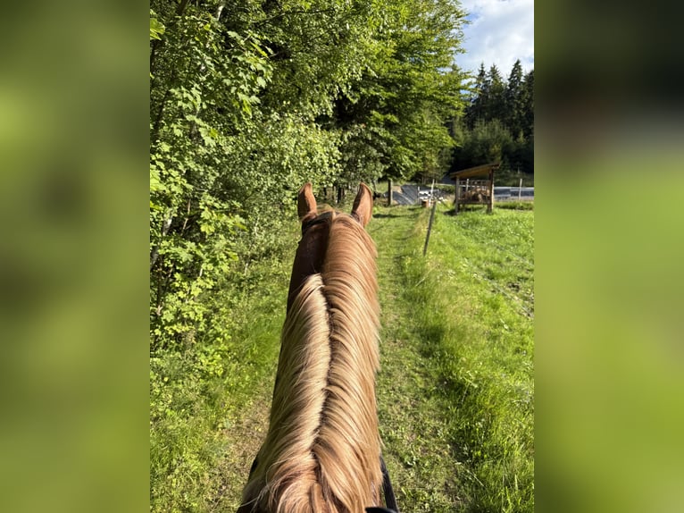 Polnisches Halbblut Hengst 3 Jahre 164 cm Fuchs in Koniak&#xF3;w