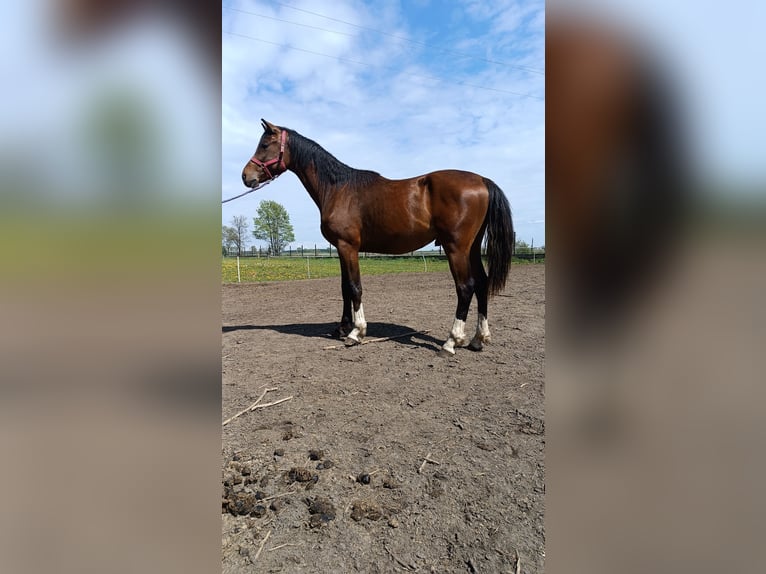 Polnisches Halbblut Hengst 3 Jahre 164 cm Schwarzbrauner in Wielichowo