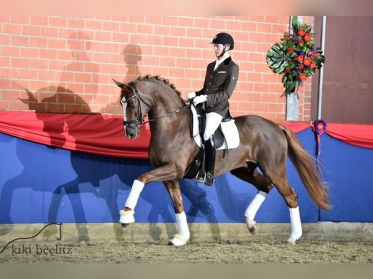 Polnisches Halbblut Hengst 3 Jahre 165 cm Palomino in Kamieniec Wroc