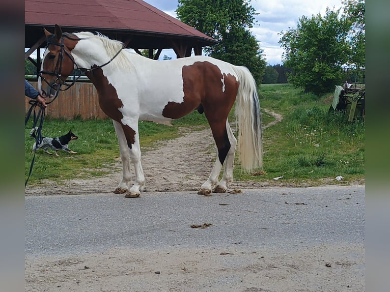 Polnisches Halbblut Hengst 3 Jahre 168 cm Schecke in Pęczniew