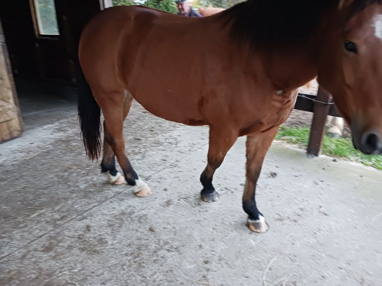 Polnisches Halbblut Hengst 4 Jahre 154 cm Brauner in Holstenniendorf Polnisches Halbblut Hengst 4 Jahre 154 cm Brauner in Holstenniendorf