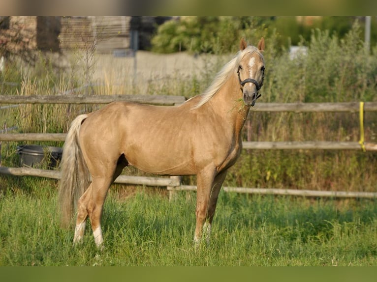 Polnisches Halbblut Hengst 4 Jahre 161 cm Palomino in Dobroszów Oleśnicki