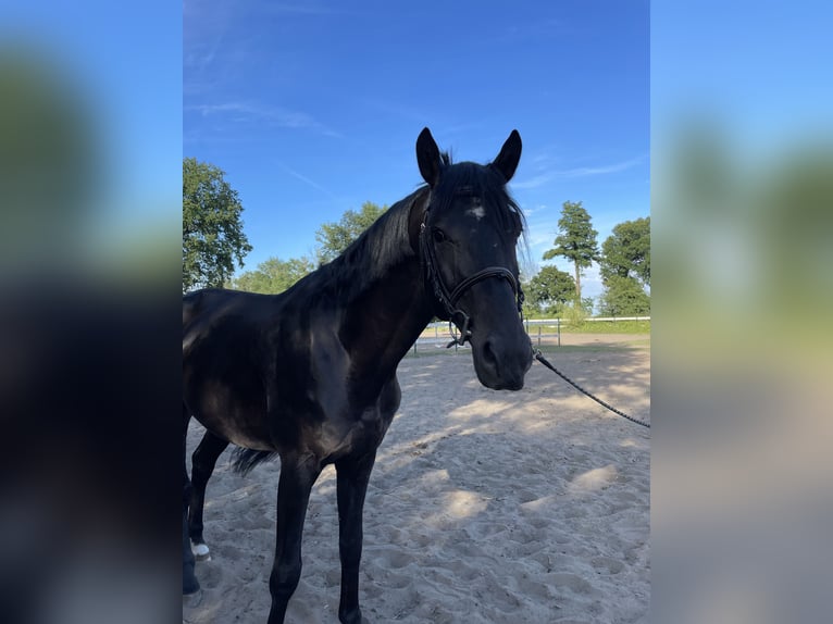 Polnisches Halbblut Hengst 4 Jahre 162 cm Rappe in Wschowa