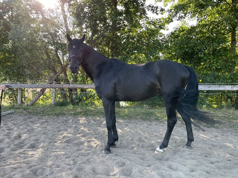 Polnisches Halbblut Hengst 4 Jahre 162 cm Rappe in Wschowa