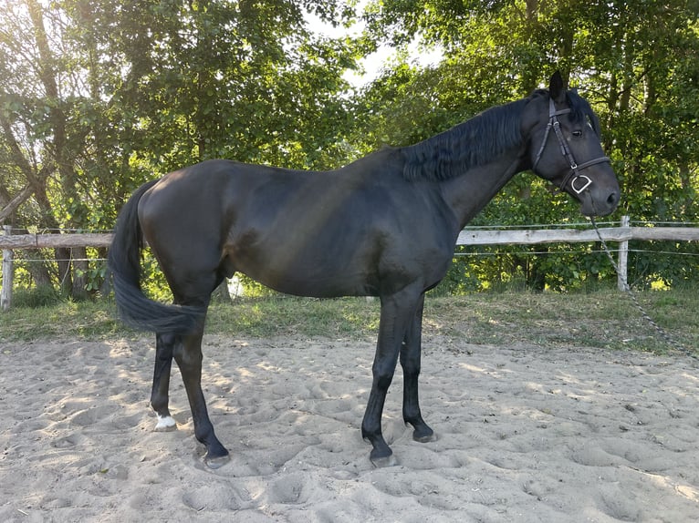 Polnisches Halbblut Hengst 4 Jahre 162 cm Rappe in Wschowa