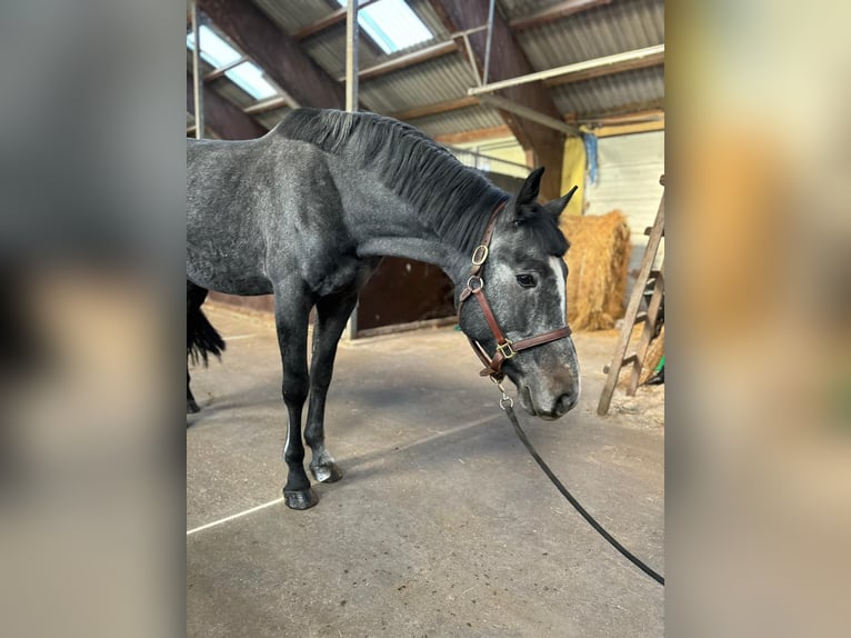 Polnisches Halbblut Hengst 4 Jahre 165 cm Dunkelbrauner in Rewal