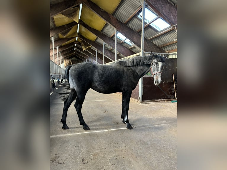 Polnisches Halbblut Hengst 4 Jahre 165 cm Dunkelbrauner in Rewal