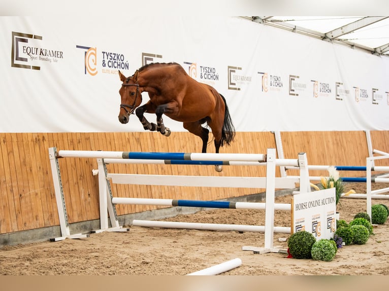 Polnisches Halbblut Hengst 5 Jahre 167 cm Brauner in Wałbrzych