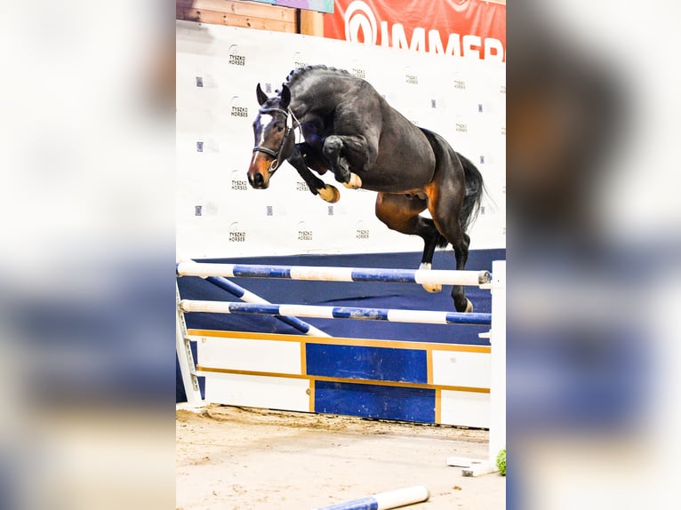 Polnisches Halbblut Hengst 7 Jahre 167 cm Schwarzbrauner in Przybyszewo