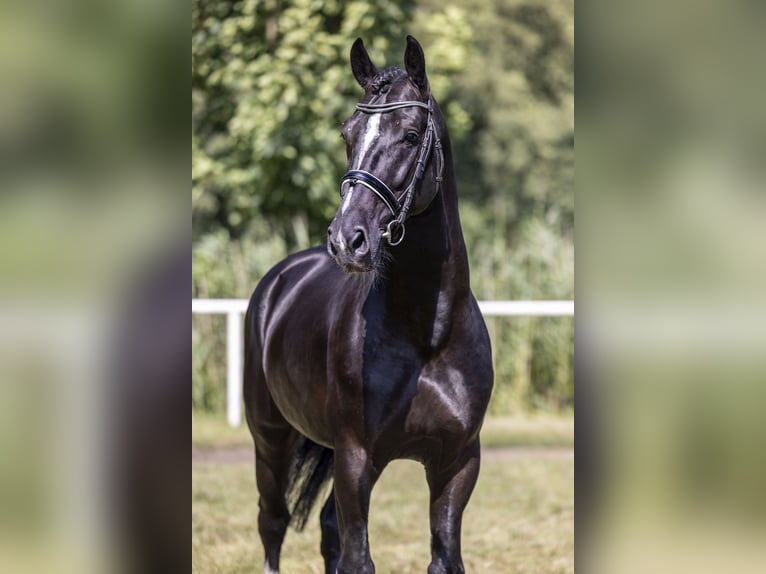 Polnisches Halbblut Hengst 8 Jahre 167 cm Rappe in Rawicz