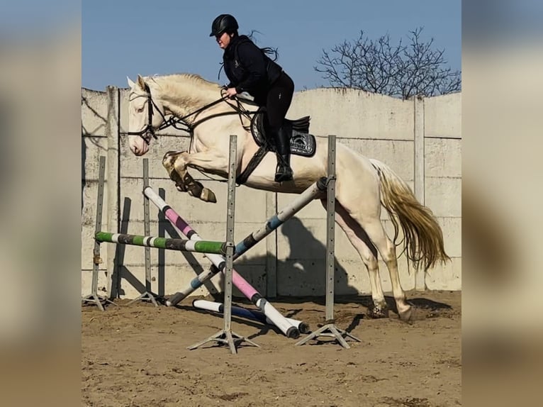 Polnisches Halbblut Hengst Cremello in Moisdon La Riviere