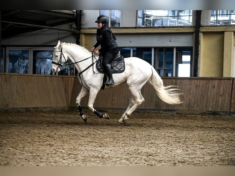 Polnisches Halbblut Hengst Cremello in Moisdon La Riviere