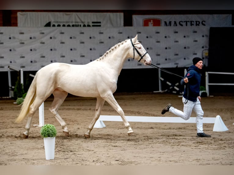 Polnisches Halbblut Hengst Cremello in Moisdon La Riviere