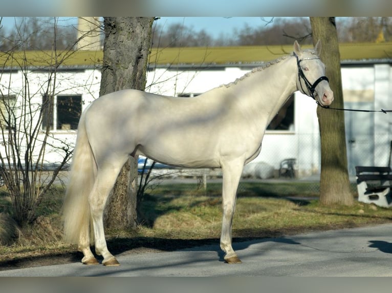 Polnisches Halbblut Hengst Cremello in Moisdon La Riviere