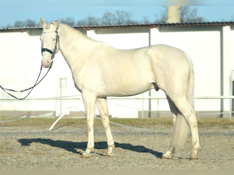 Polnisches Halbblut Hengst Cremello in Moisdon La Riviere
