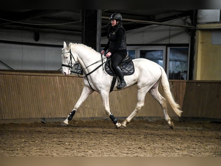 Polnisches Halbblut Hengst Cremello in Moisdon La Riviere