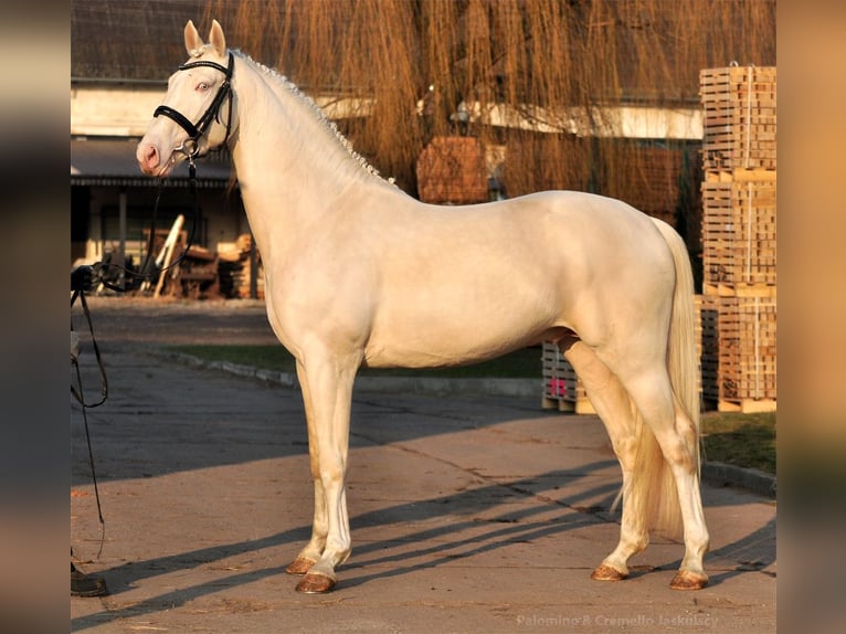 Polnisches Halbblut Hengst Cremello in Piecowice