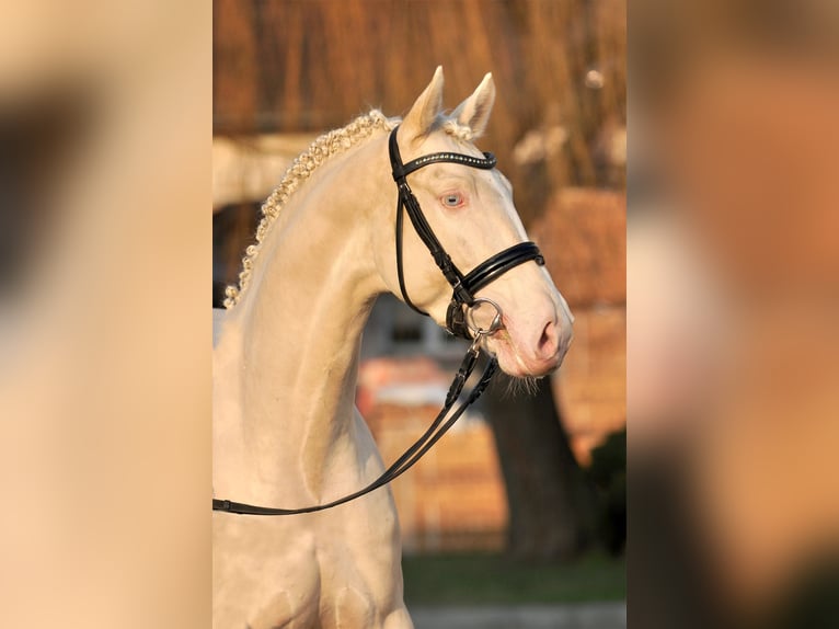Polnisches Halbblut Hengst Cremello in Piecowice