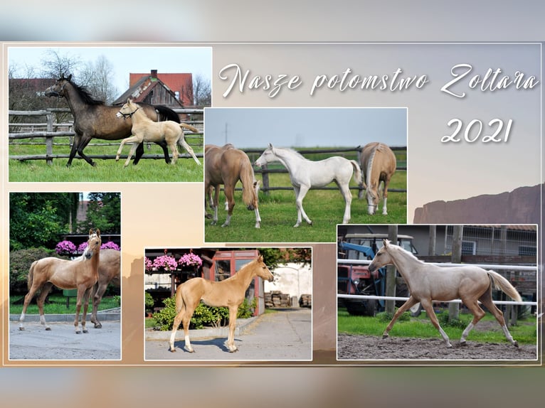 Polnisches Halbblut Hengst Cremello in Piecowice