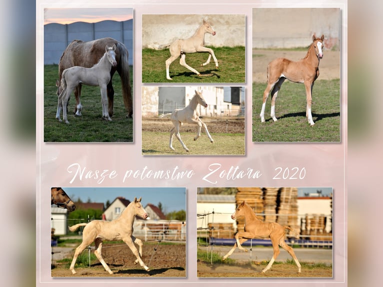 Polnisches Halbblut Hengst Cremello in Piecowice