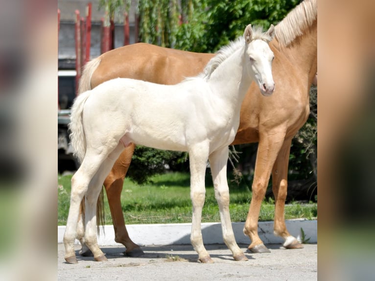 Polnisches Halbblut Hengst  165 cm Cremello in Piecowice