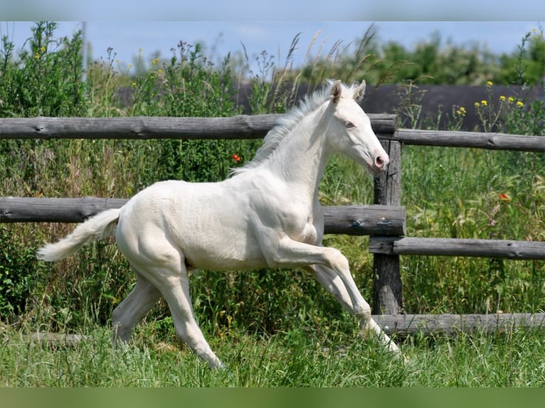Polnisches Halbblut Hengst  165 cm Cremello in Piecowice