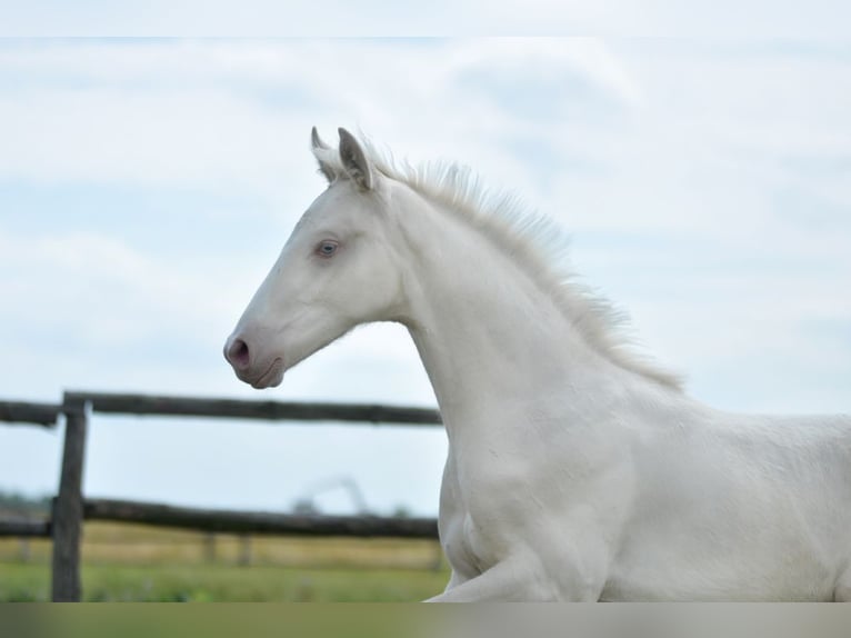 Polnisches Halbblut Hengst  165 cm Cremello in Piecowice