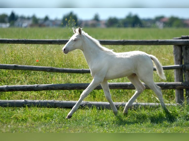 Polnisches Halbblut Hengst  165 cm Cremello in Piecowice