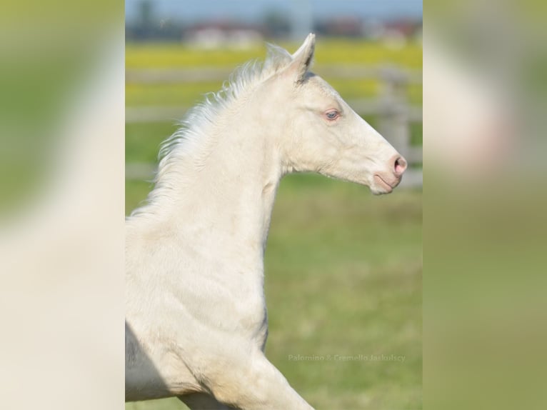 Polnisches Halbblut Hengst  165 cm Cremello in Piecowice