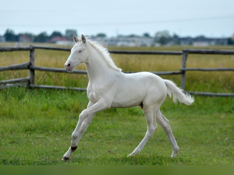 Polnisches Halbblut Hengst  165 cm Cremello in Piecowice