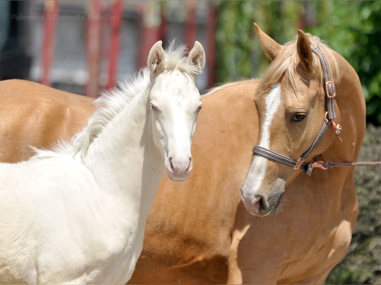 Polnisches Halbblut Hengst  165 cm Cremello in Piecowice