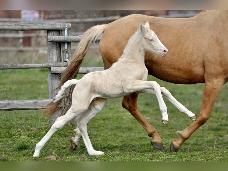 Polnisches Halbblut Hengst  165 cm Cremello in Piecowice