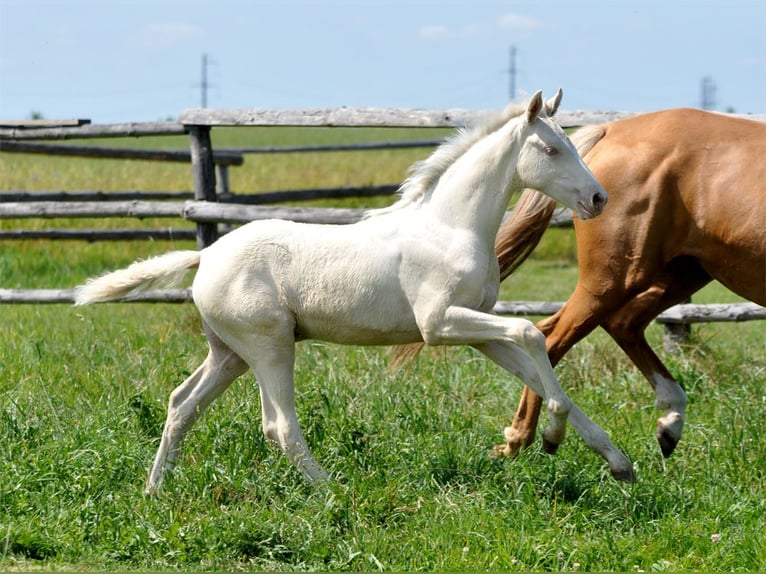 Polnisches Halbblut Hengst  165 cm Cremello in Piecowice