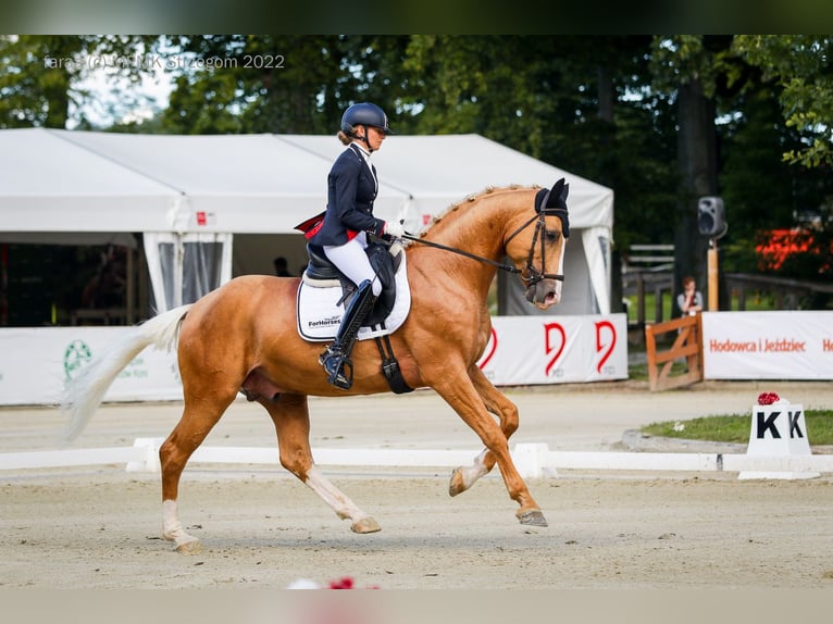 Polnisches Halbblut Hengst  165 cm Cremello in Piecowice