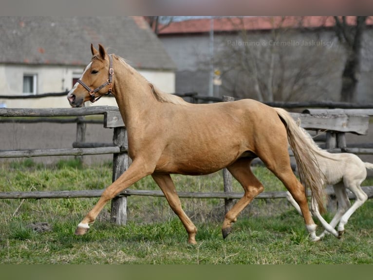 Polnisches Halbblut Hengst  165 cm Cremello in Piecowice