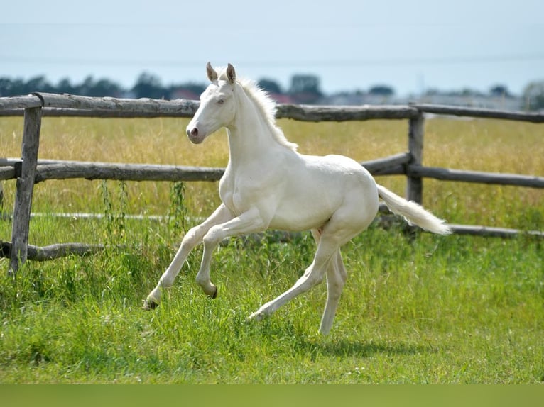 Polnisches Halbblut Hengst  165 cm Cremello in Piecowice