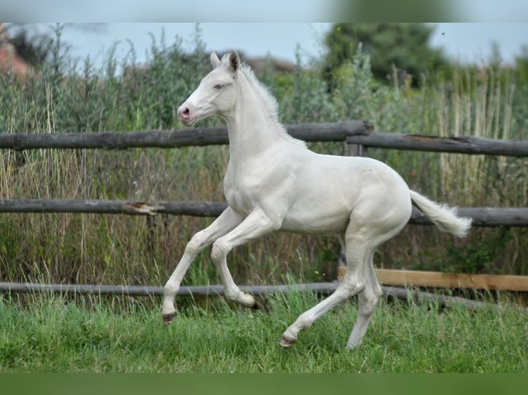 Polnisches Halbblut Hengst  165 cm Cremello in Piecowice