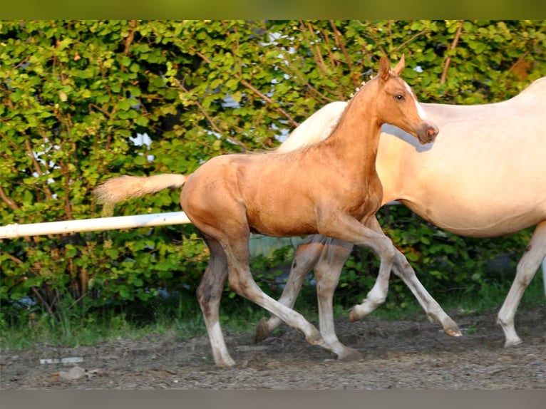 Polnisches Halbblut Hengst  167 cm Palomino in Piecowice