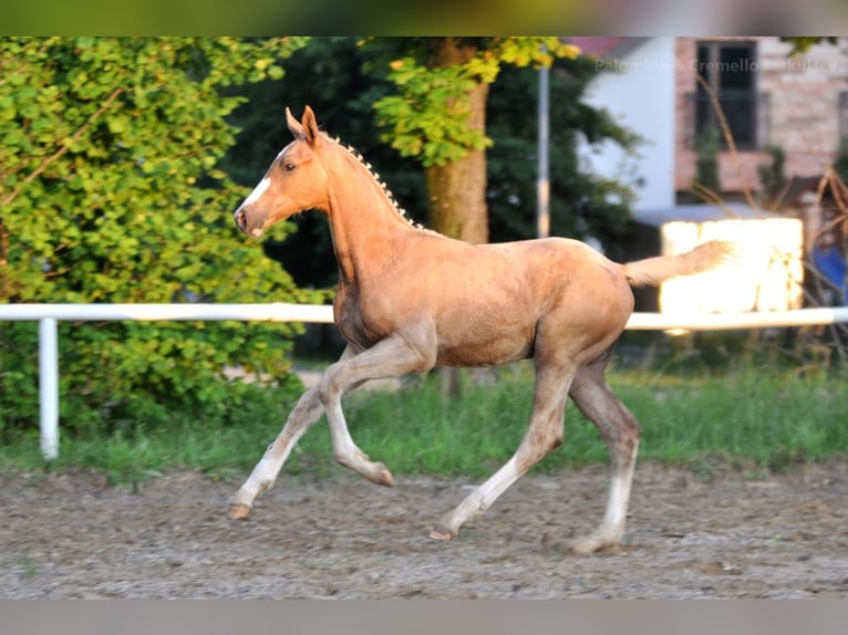 Polnisches Halbblut Hengst  167 cm Palomino in Piecowice