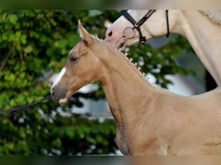 Polnisches Halbblut Hengst  167 cm Palomino in Piecowice