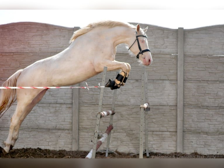 Polnisches Halbblut Hengst  167 cm Palomino in Piecowice